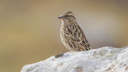 Rock Sparrow