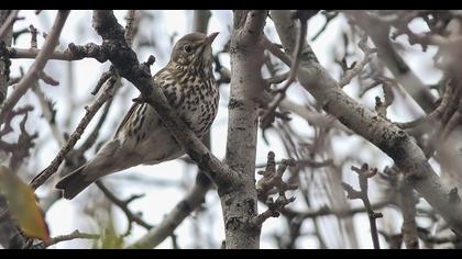 Song Thrush
