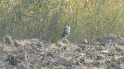 Common Buzzard