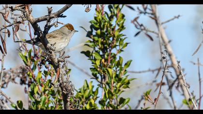Eurasian Blackcap
