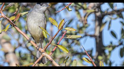 Eurasian Blackcap