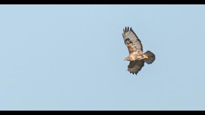 Common Buzzard