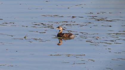 Little Grebe