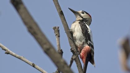 Syrian Woodpecker