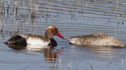 Red-crested Pochard