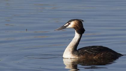 Great Crested Grebe