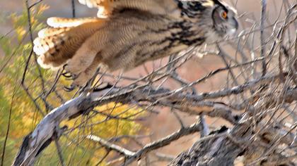 Eurasian Eagle-Owl