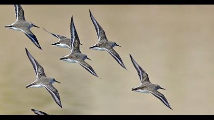 Dunlin