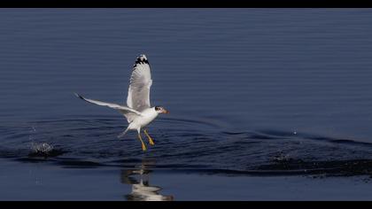 Pallas`s Gull