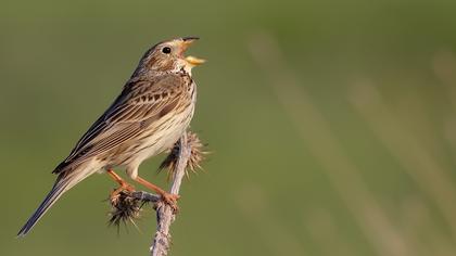 Corn Bunting