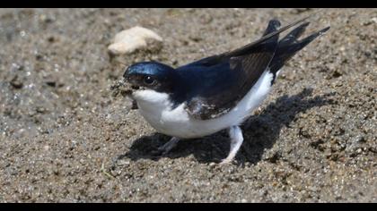 Common House Martin