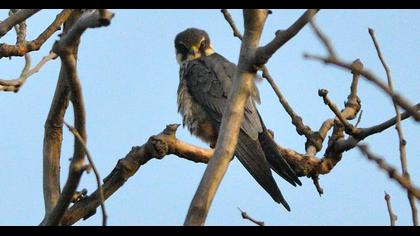 Eurasian Hobby