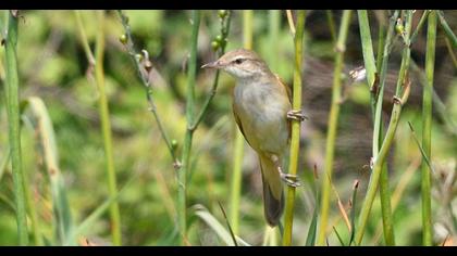 Great Reed Warbler