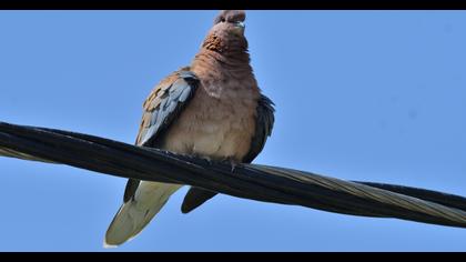Laughing Dove