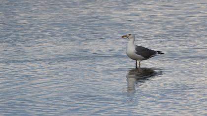 Yellow-legged Gull