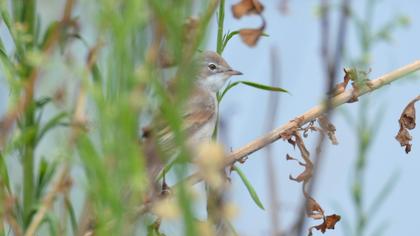 Common Whitethroat