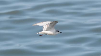 Little Gull