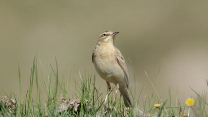 Tawny Pipit