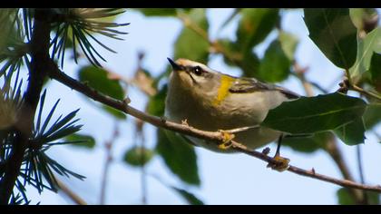 Common Firecrest