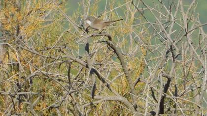 Sardinian Warbler