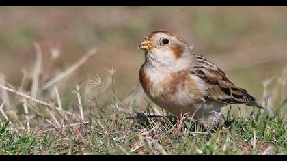 Snow Bunting