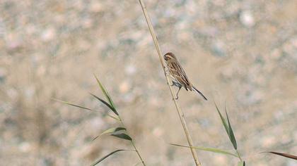 Common Reed Bunting