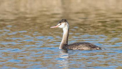 Great Crested Grebe