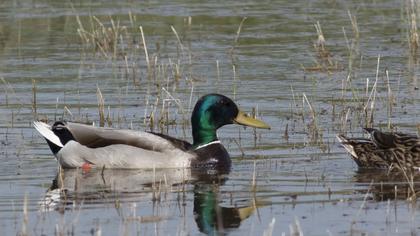 Mallard