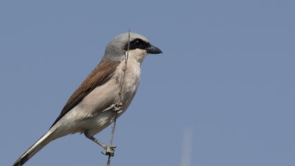 Red-backed Shrike