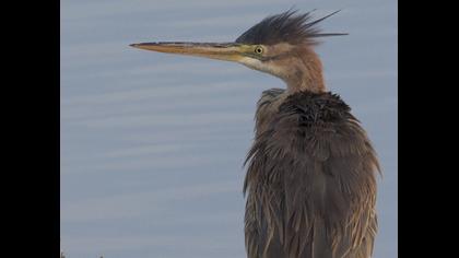 Purple Heron