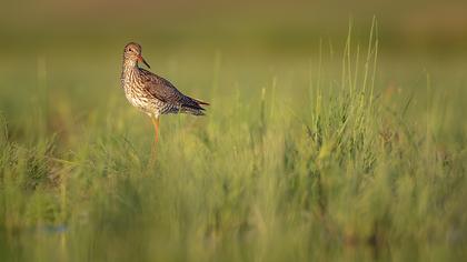 Common Redshank