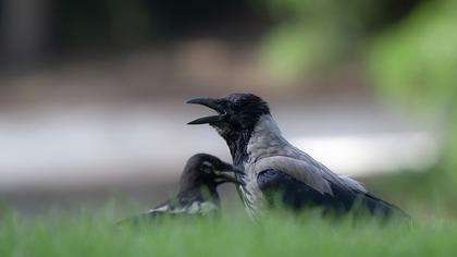 Hooded Crow