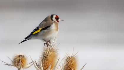 European Goldfinch