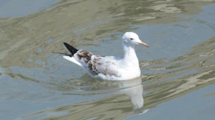 Slender-billed Gull
