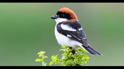Woodchat Shrike