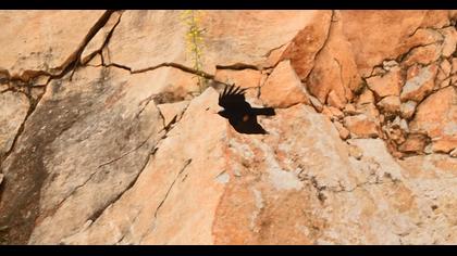 Red-billed Chough