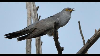 Common Cuckoo