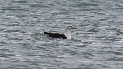 Great Black-backed Gull