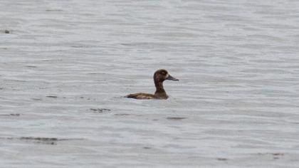 Tufted Duck
