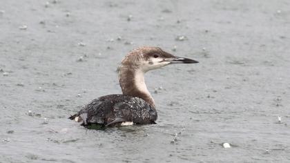 Black-throated Loon