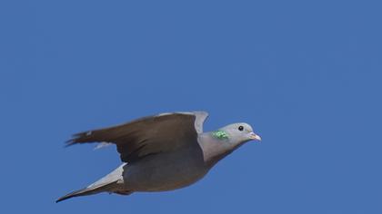 Stock Dove