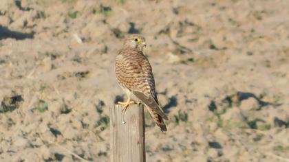 Common Kestrel