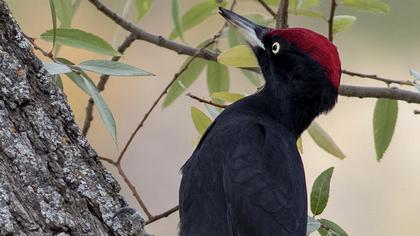 Black Woodpecker