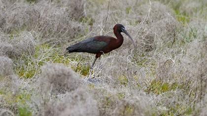 Glossy Ibis