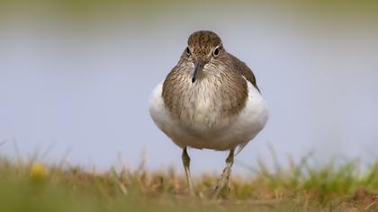 Common Sandpiper