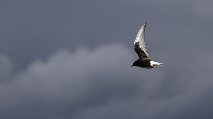 White-winged Tern