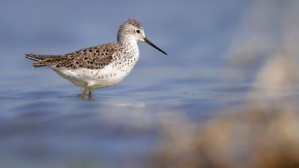 Marsh Sandpiper