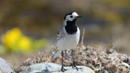 White Wagtail