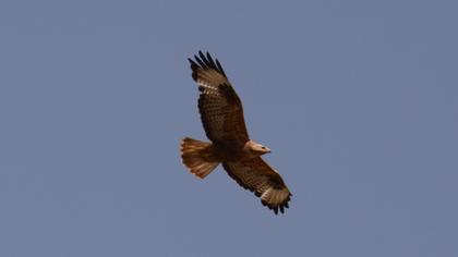 Long-legged Buzzard