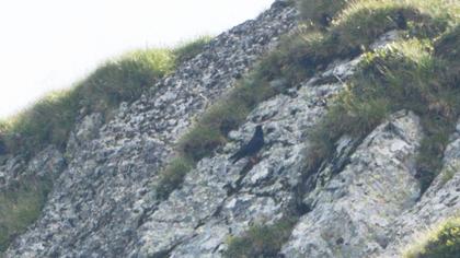Red-billed Chough